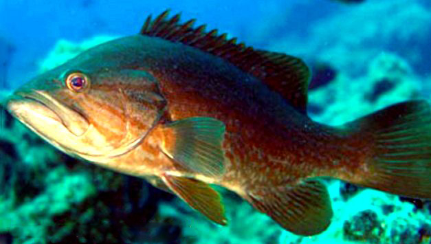 Mycteroperca rubra_005